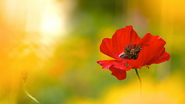 flowers, nature, poppies, plants, red flowers, HD wallpaper