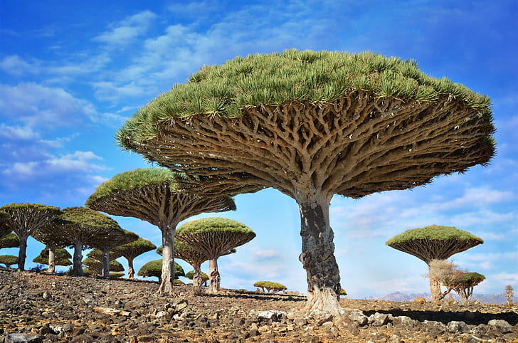 nature, Dragon Blood Tree, rock, Socotra, Yemen, trees, HD wallpaper