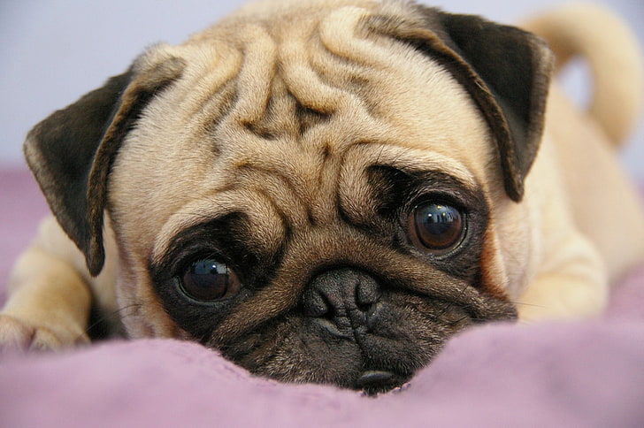 adult fawn pug, puppy, snout, eyes, lie, dog, pets, animal, cute