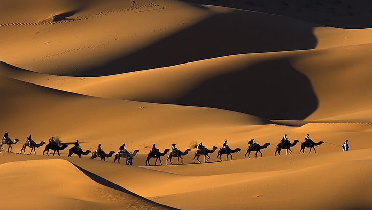 nature, animals, landscape, camels, Morocco, Africa, sand, desert, HD wallpaper