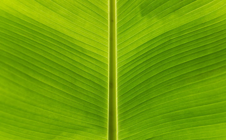 green leaf, banana leaf, nature, backgrounds, plant, close-up, HD wallpaper