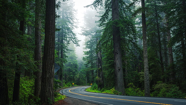 forest road, nature, tree, path, spruce fir forest, woody plant