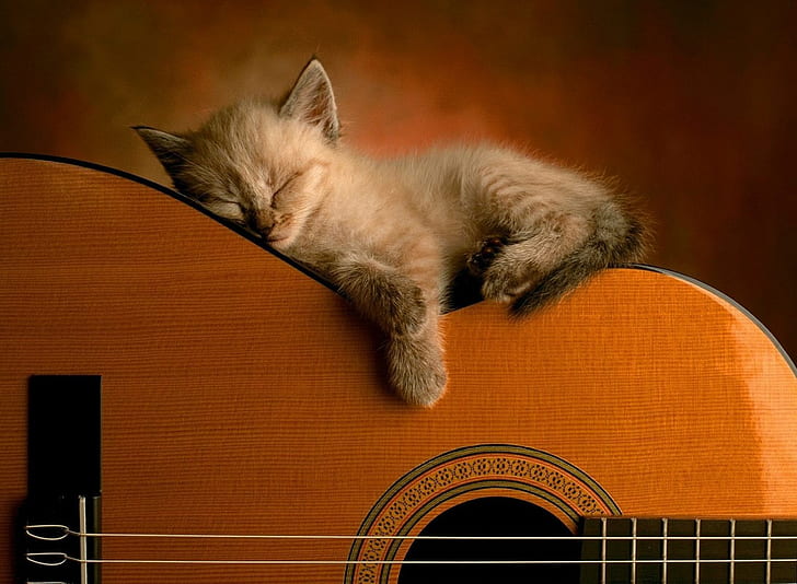 HD wallpaper: baby, cat, cute, Guitar, kitty, music, sleep | Wallpaper Flare