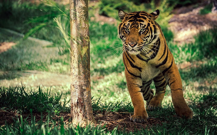 tiger, animals, mammals, feline, wildlife, HD wallpaper
