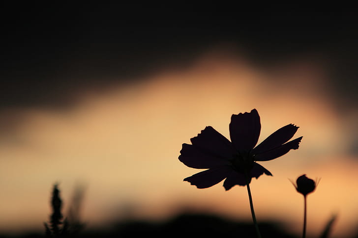 silhouette of petaled flower during nighttime, Cosmos, japan, HD wallpaper