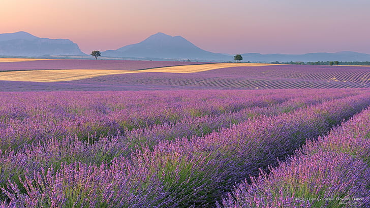 Lavender Fields, Valensole, Provence, France, Europe, HD wallpaper