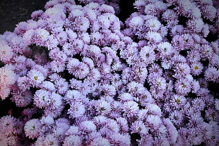 purple chrysanthemum flowers, spring, Russia, flowering plant, HD wallpaper