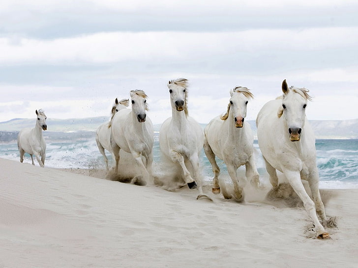 five white horses, sand, the herd, animal, farm, mammal, nature, HD wallpaper
