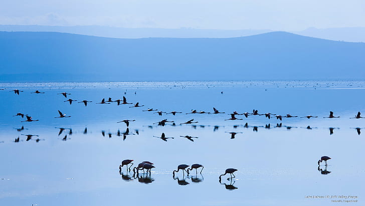 Lake Nakuru NP, Rift Valley, Kenya, Birds