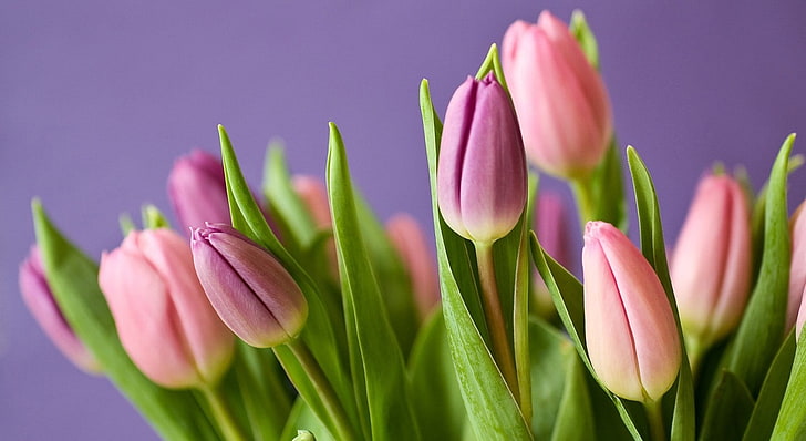flowers, tulips, plants, flowering plant, pink color, beauty in nature