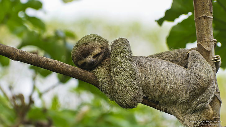 Brown-Throated Sloth, Costa Rica, Animals