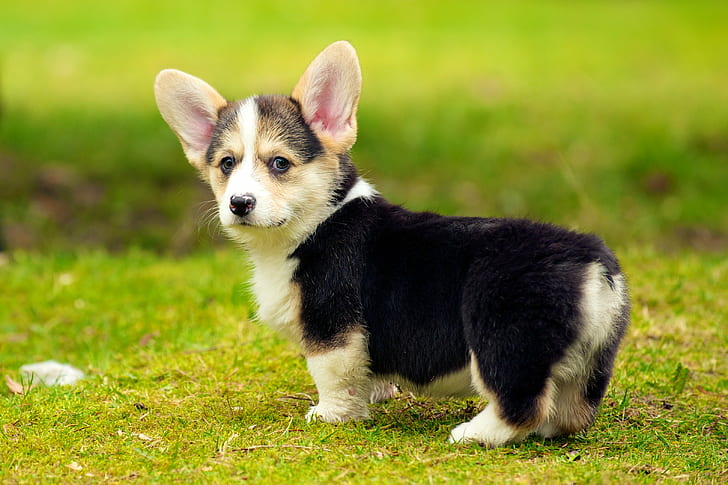 black and white short coated puppy, puppies, puppies, Pembroke Welsh Corgi