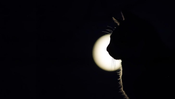cat, full moon, black, darkness, moonlight, silhouette, phenomenon, HD wallpaper