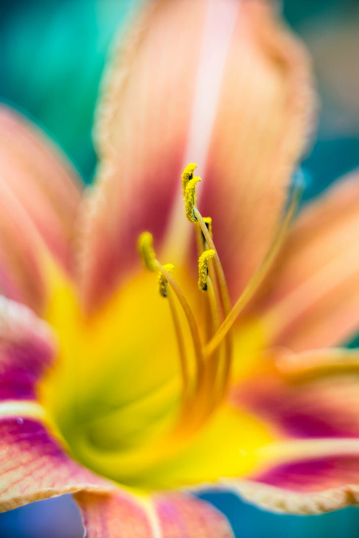 macro shot photography of brown, purple, and yellow flower with pollen grains