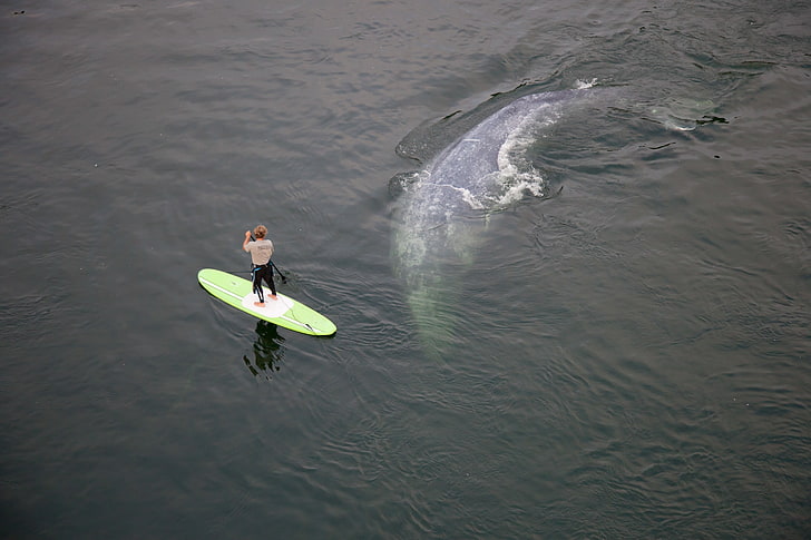 animals, surfers, whale, water, one person, leisure activity