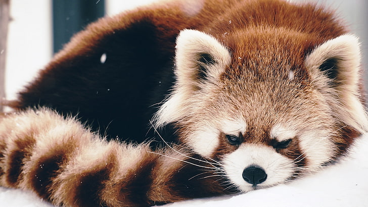 red panda, animals, snow, animal themes, one animal, mammal, vertebrate