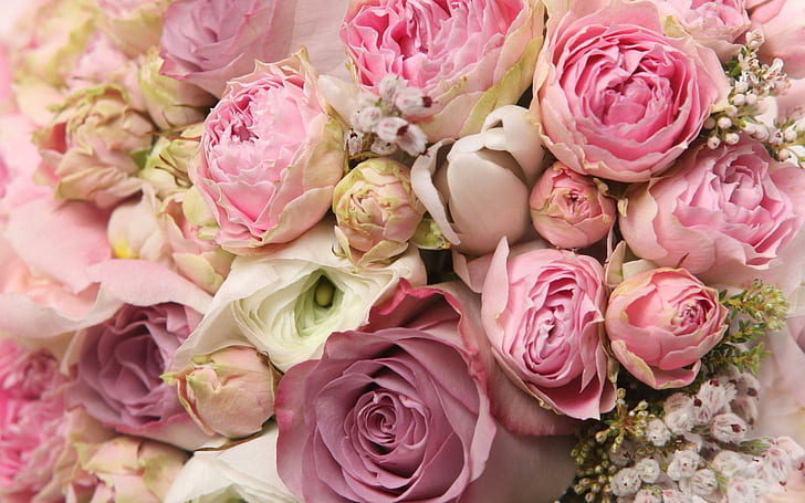 Roses and peonies bouquet, pink-purple-and-white roses, flowers, HD wallpaper
