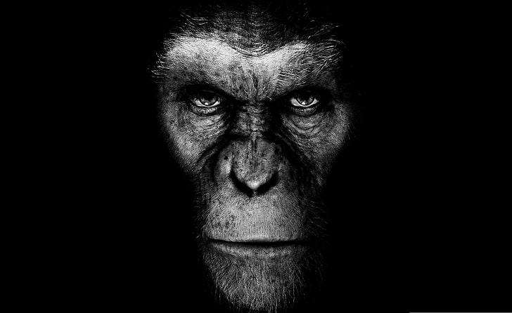 black monkey illustration, movie, the film, black background, HD wallpaper
