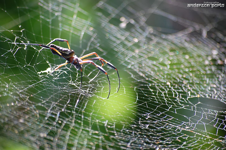 spider, spiderwebs, animal themes, invertebrate, spider web, HD wallpaper