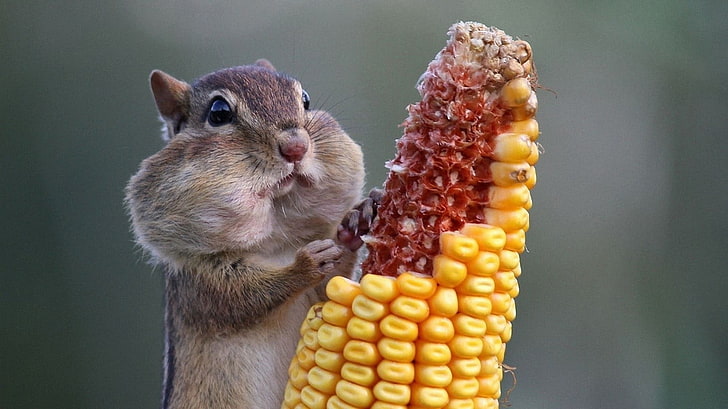 Chipmunk eating corn wallpaper, animals, squirrel, animal themes, HD wallpaper