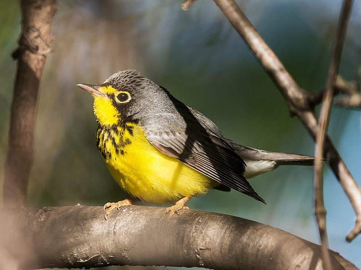 black and yellow short-beak on tree branch during daytime, canada warbler, canada warbler