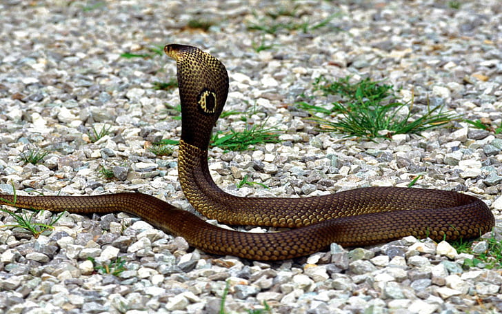 Snake Brown Cobra Real Reptile Animal Download Wallpaper Hd 2880×1800 Resolution, HD wallpaper