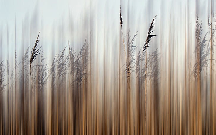 plants, reeds