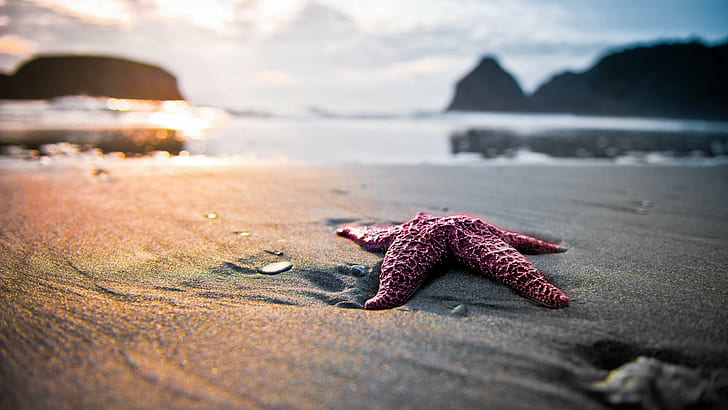 Pink Starfish On The Beach, beaches, nature, sand, nature and landscapes