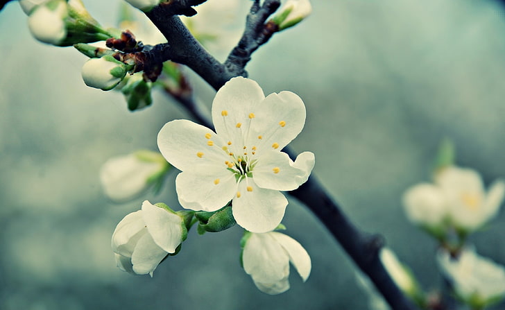 Beautiful Macro, white flowers, Aero, Seasons/Spring, flowering plant, HD wallpaper