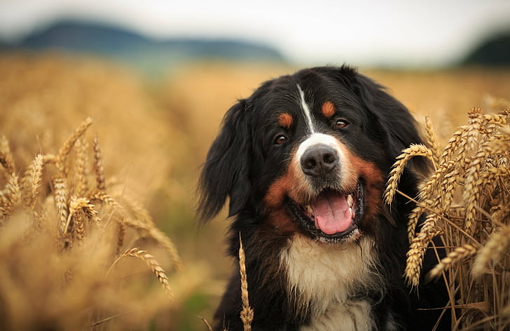 Dogs, Bernese Mountain Dog, Depth Of Field, Pet, Sennenhund, HD wallpaper