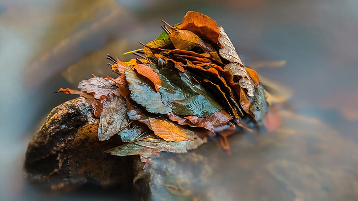 nature, leaves, fall, closeup, water drops, wet, long exposure, HD wallpaper