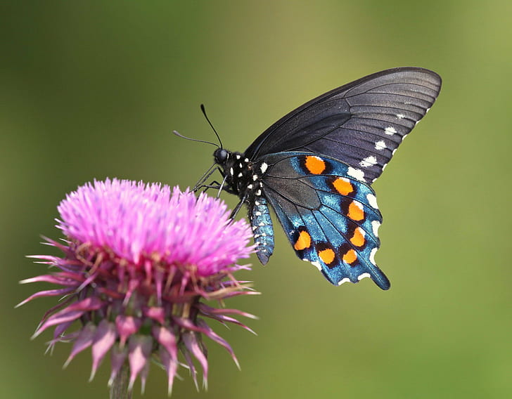 Spicebush Swallowtail Butterfly perched on purple flower buds in closeup photography, HD wallpaper