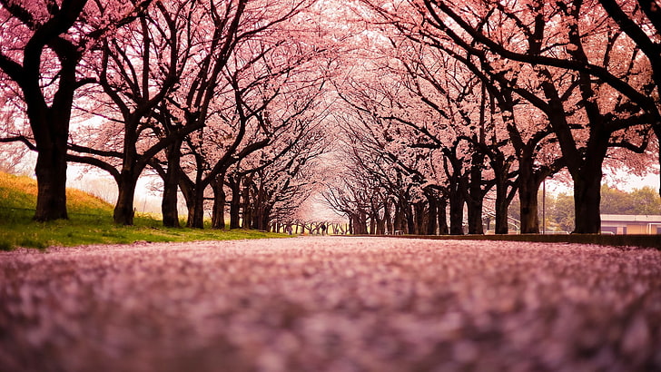 cherry blossom trees, landscape, path, nature, plant, beauty in nature, HD wallpaper