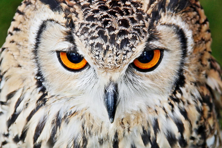 brown owl, beak, eyes, close up, bird, animal, wildlife, bird of Prey, HD wallpaper