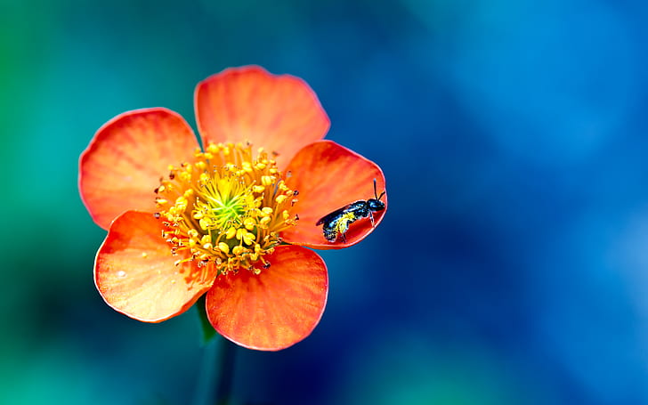 Pollen Overdose, red petal flower and black wasp, HD wallpaper