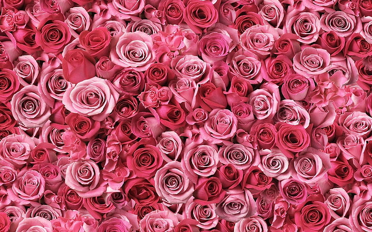 HD wallpaper: rose, pink roses, pink flowers, rose bouquet, beautiful |  Wallpaper Flare