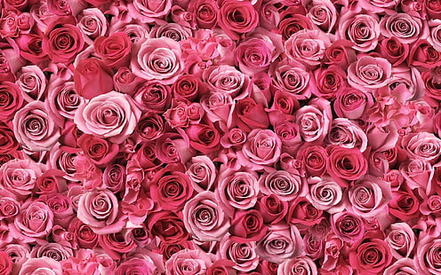 HD wallpaper: pink high resolution widescreen, backgrounds, full frame,  rose | Wallpaper Flare
