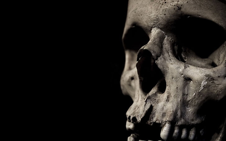 HD wallpaper: human skull, bones, human skeleton, human bone, human body  part | Wallpaper Flare