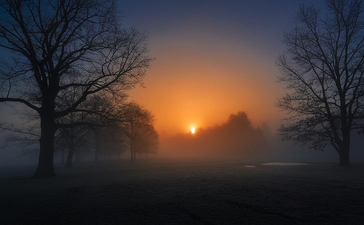 nature, morning, evening, cold, sunlight, trees, mist, beauty in nature, HD wallpaper