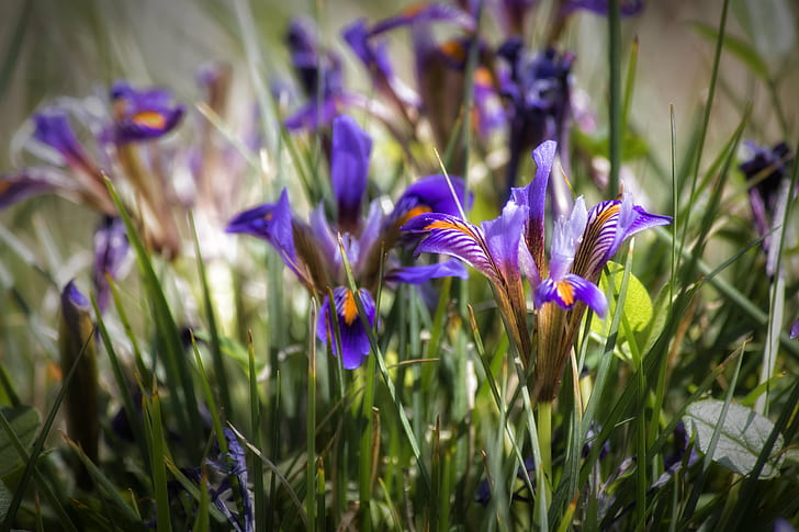 selective focus photo of purple Iris flowers, spring, nature, HD wallpaper