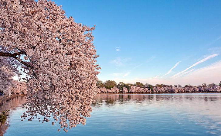 Washington DC Cherry Blossom, cherry blossom tree, Seasons, Spring, HD wallpaper