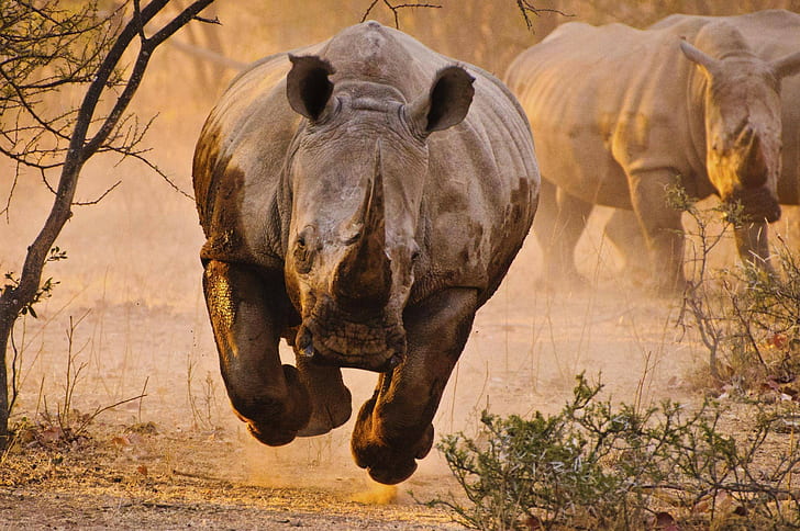 rhino, nature, animals