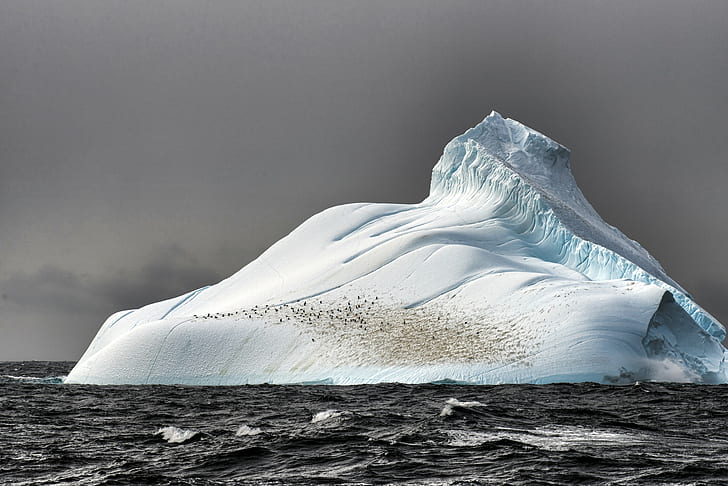iceberg, sea, nature, penguins, Antarctica, HD wallpaper