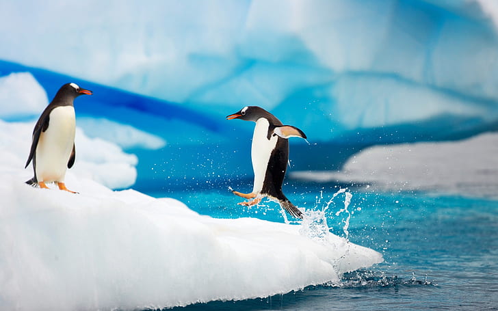 Gentoo Penguins Antarctica, HD wallpaper