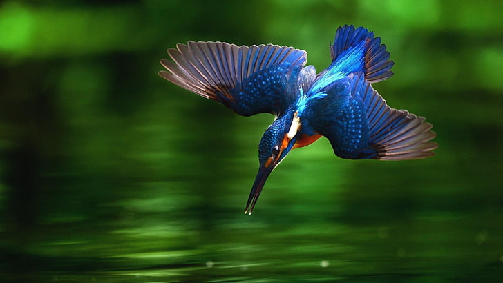 kingfisher, blue bird, hunting, lake, wings, fly, animal themes, HD wallpaper