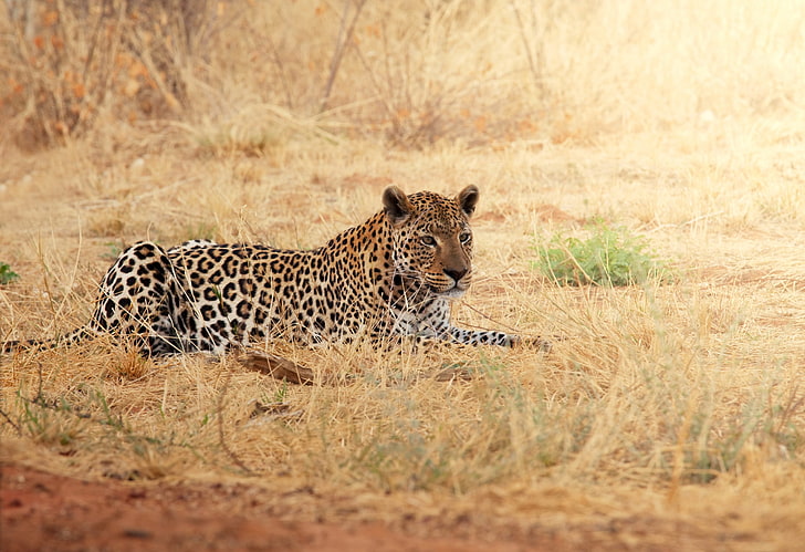 brown and white leopard, rest, grass, africa, safari Animals
