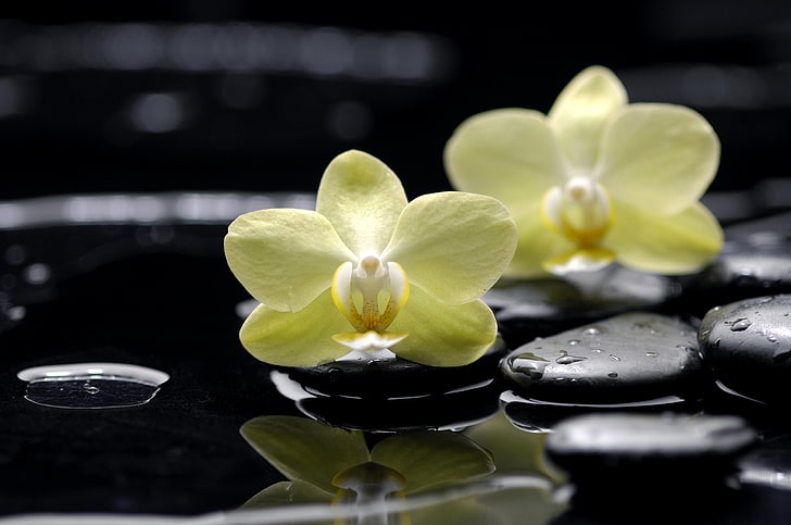 two yellow petaled flowers, water, drops, reflection, stones