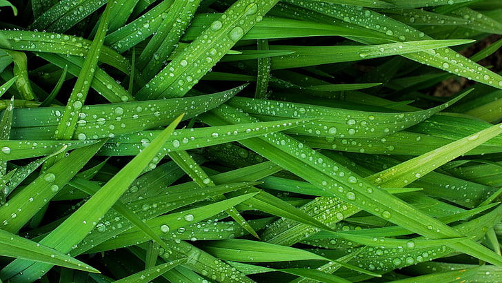 green leafed plant, grass, water, water drops, photography, green color, HD wallpaper