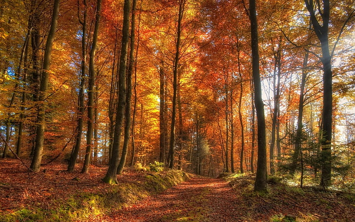 fall, forest, path, tree, autumn, change, plant, land, beauty in nature, HD wallpaper
