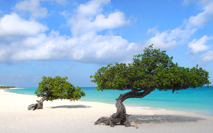 Eagle Beach Tropical Paradise In Aruba South America Hd Wallpaper 3840×2400, HD wallpaper